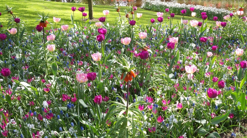 2014-04-17 Holland Tulips 67.jpg